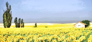 Zonnebloemolie